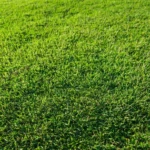 zielona trawa