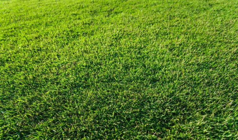 zielona trawa